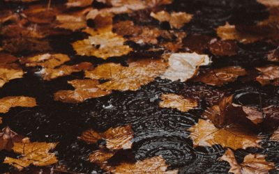 Friendly Rain