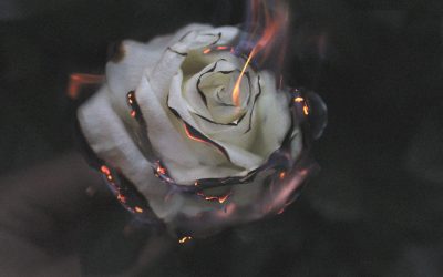 Dear Rose