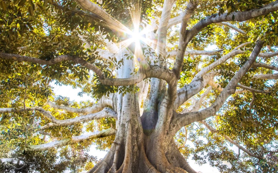 How to Cultivate Powerful Moments of Wonder in Storytelling, Part 1