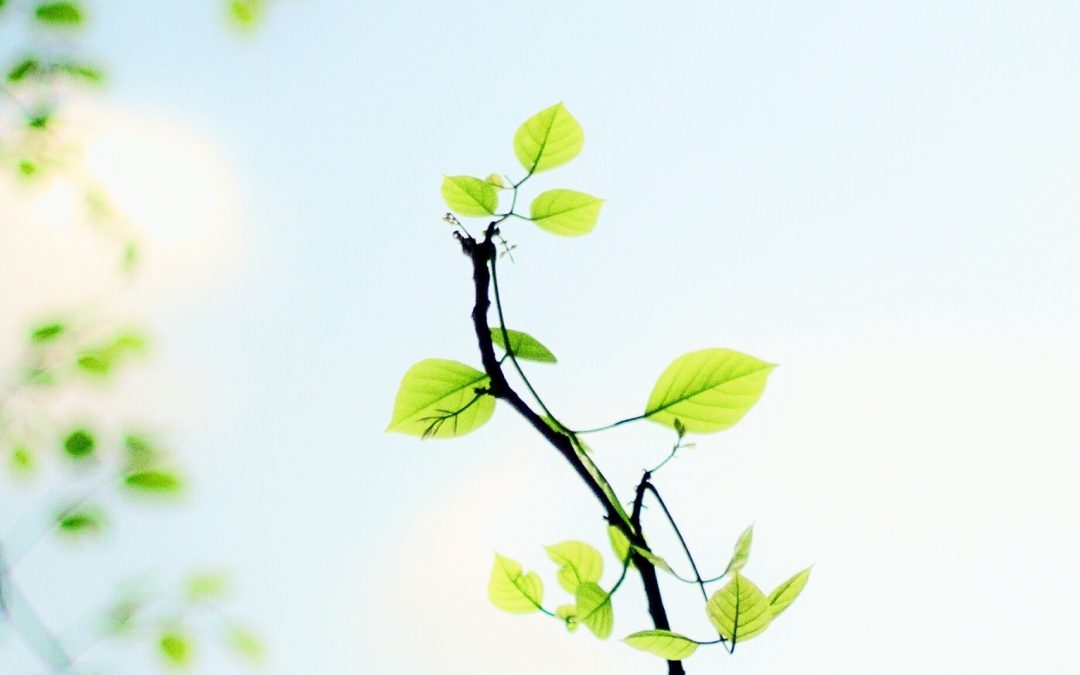 How to Cultivate Powerful Moments of Wonder in Storytelling, Part 2