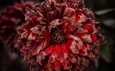 Cutting Down the Zinnias