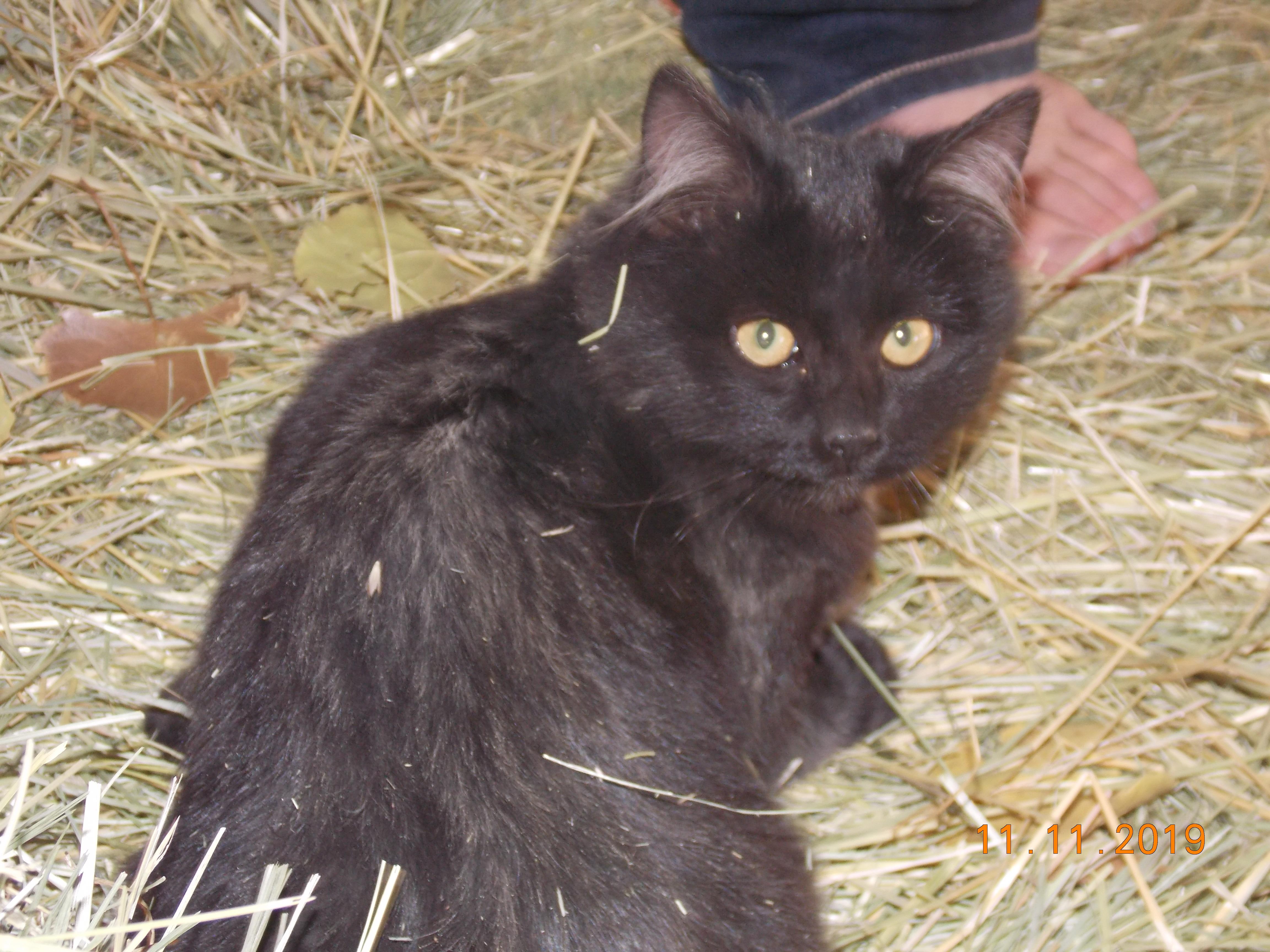 Black cat with brown eyes